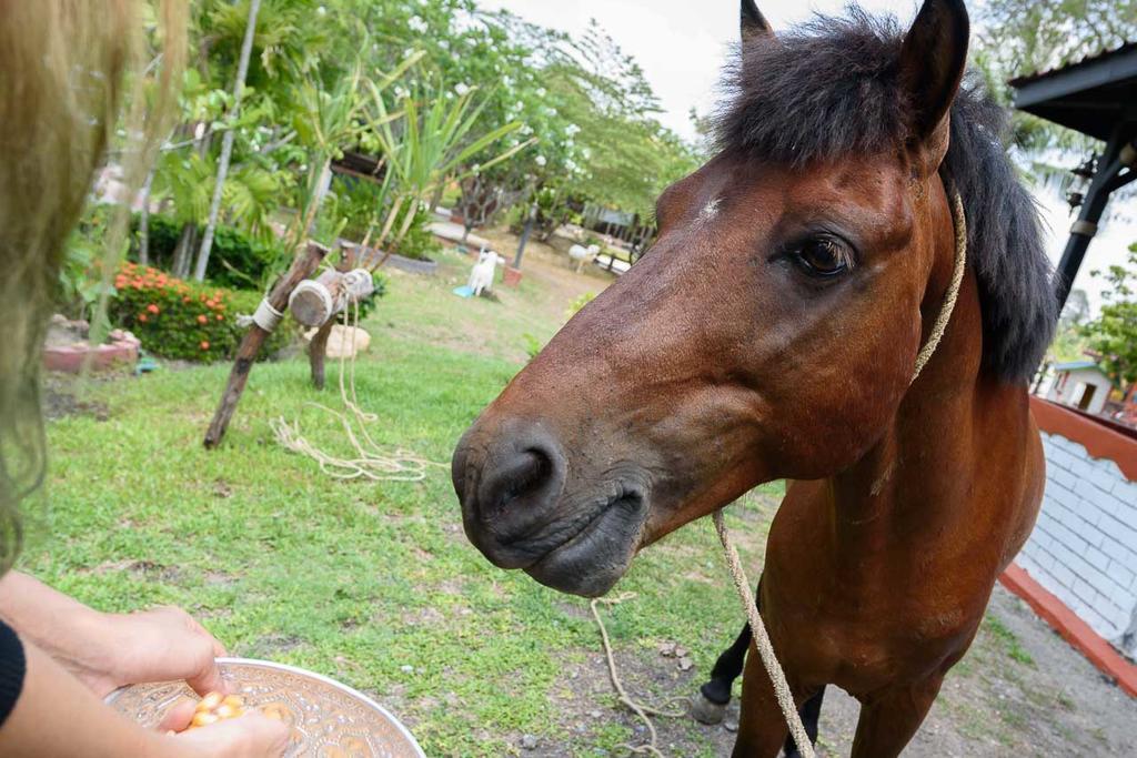 Ban Huai Yai Cowboy Farm Resort Pattaya מראה חיצוני תמונה